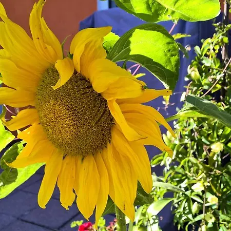 Sonnenblumenhaus Διαμέρισμα *