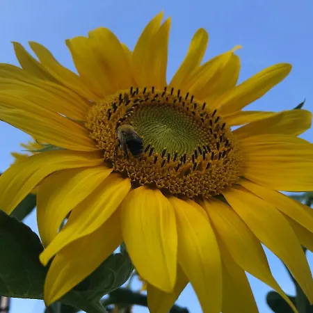Διαμέρισμα Sonnenblumenhaus